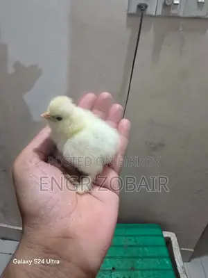 Turkey Sultan Baby