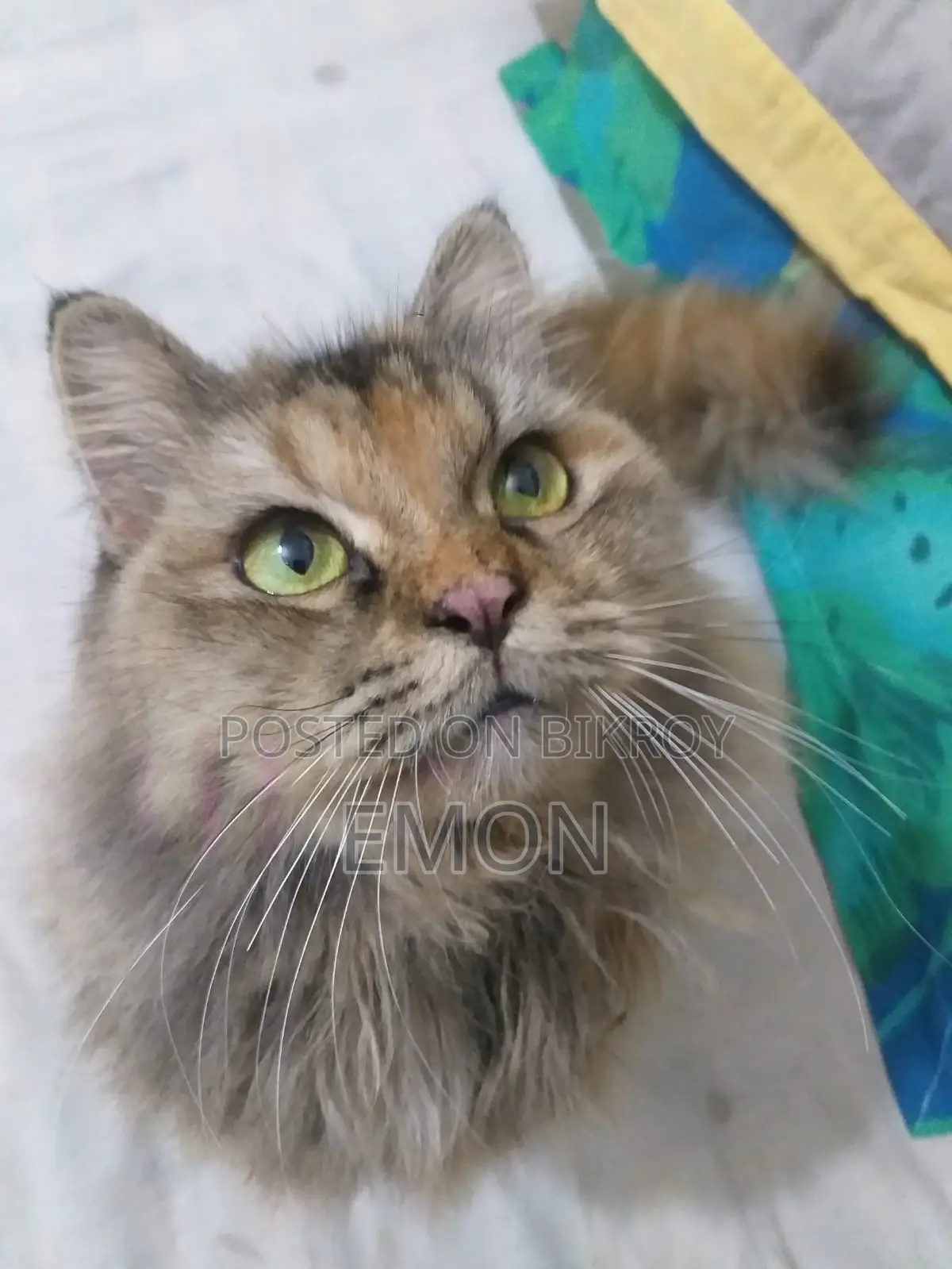 Persian Cat