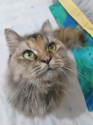 Persian Cat