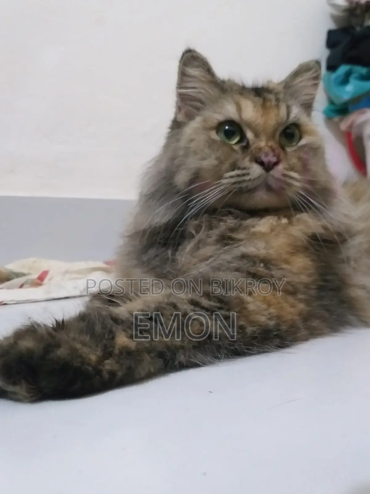 Persian Cat