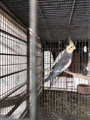 গ্রে ককটেল রানিং মেল