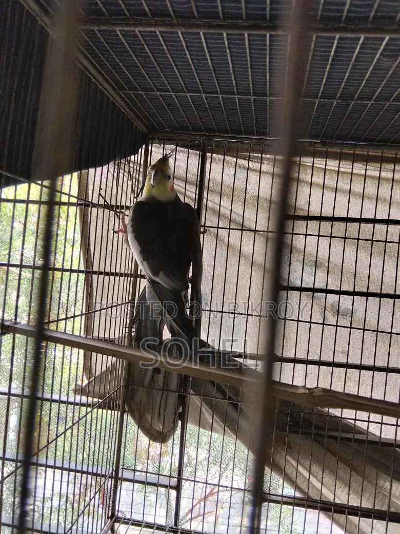 গ্রে ককটেল রানিং মেল