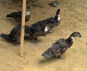 Chinese Duck for Sale (Per Piece)