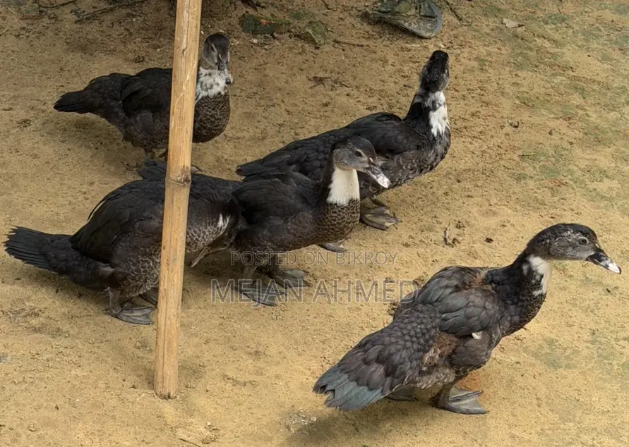 চিনা হাস বিক্রি প্রতিপিছ