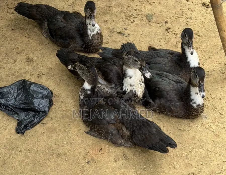 চিনা হাস বিক্রি প্রতিপিছ