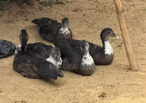 চিনা হাস বিক্রি প্রতিপিছ