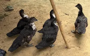 চিনা হাস বিক্রি প্রতিপিছ
