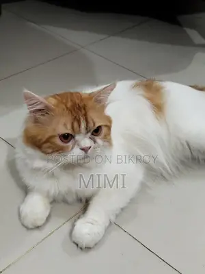 Persian Male Cat