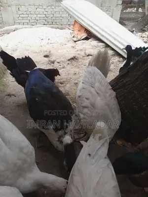 Livestock
