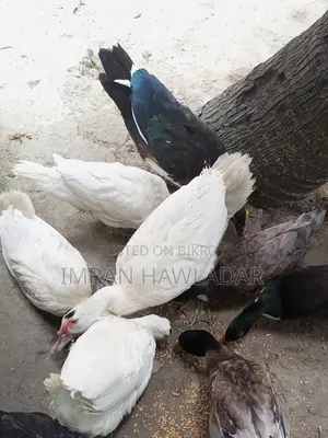 গবাদি পশু