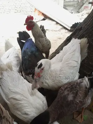 গবাদি পশু