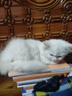 পার্শিয়ান বিড়াল