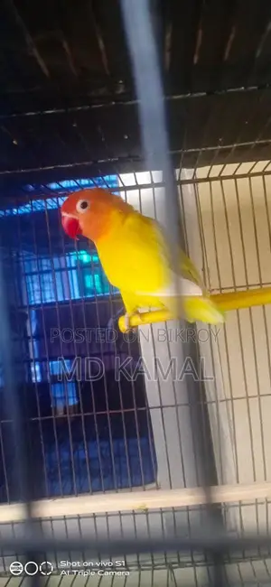 Love Bird Male
