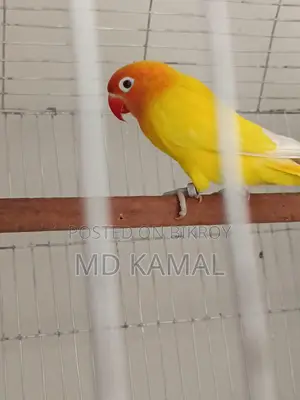 Love Bird Male