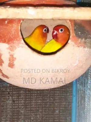 Love Bird Male