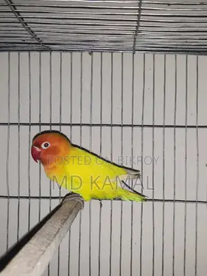Love Bird Male