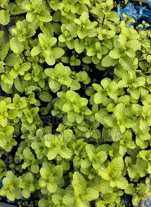Mint leaves