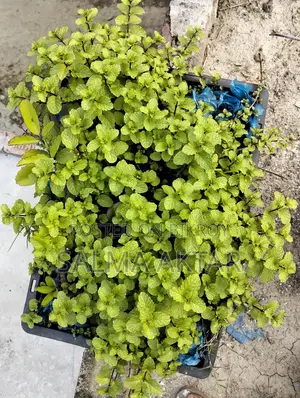 Mint leaves