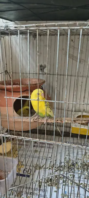 Budgie Birds