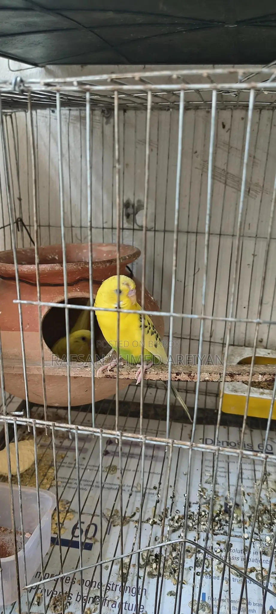 Budgie Birds
