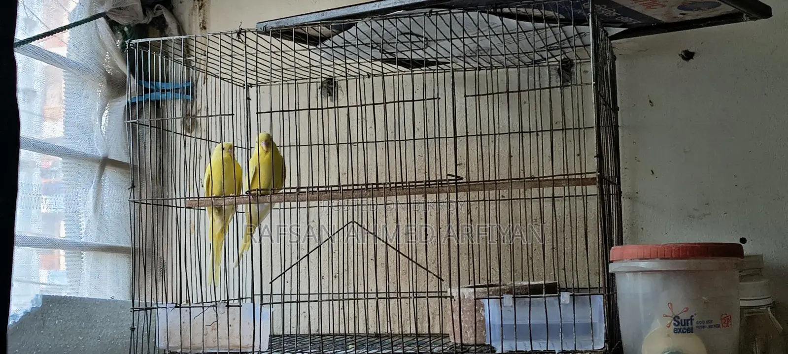 Budgie Birds
