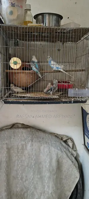 Budgie Birds