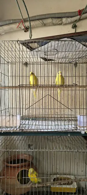 Budgie Birds