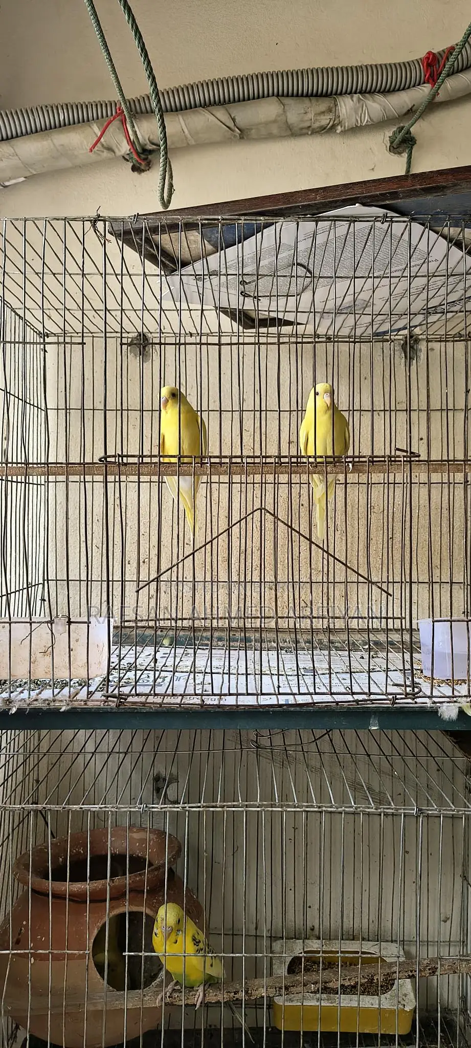 Budgie Birds