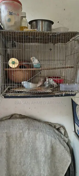 Budgie Birds