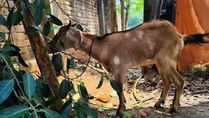 Black Bengal Goat Suitable for Qurbani