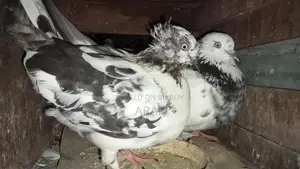 গিরিবাজ কবুতর
