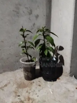 Hibiscus Plant