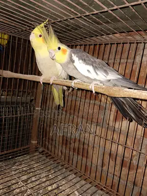 Breeding Cockatiel
