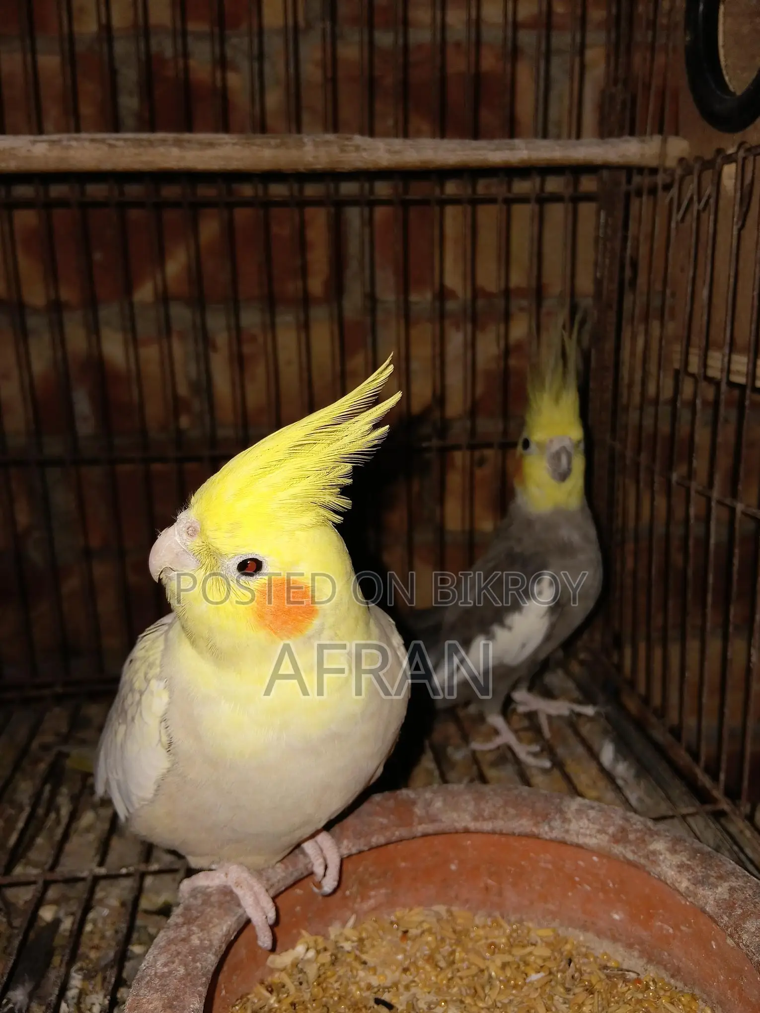 Breeding Cockatiel