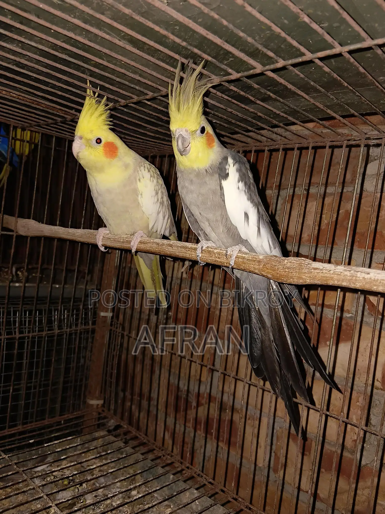 Breeding Cockatiel