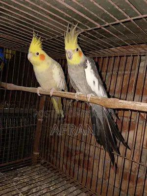 Breeding Cockatiel