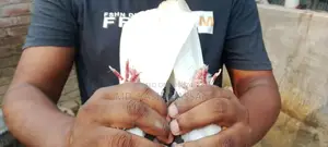 Bird for Sale