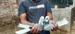 Bird for Sale
