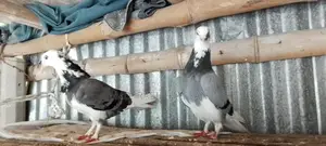 Bird for Sale