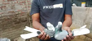 Bird for Sale