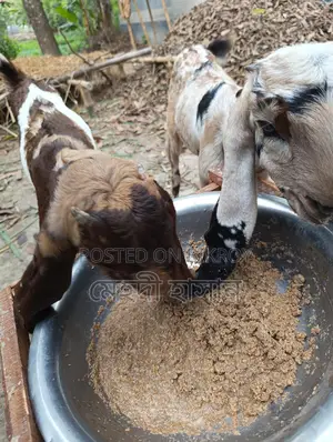 উন্নত মানের দুইটা পাঠির বাচ্চা তোতাপুরী