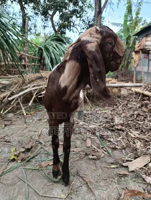 উন্নত মানের দুইটা পাঠির বাচ্চা তোতাপুরী