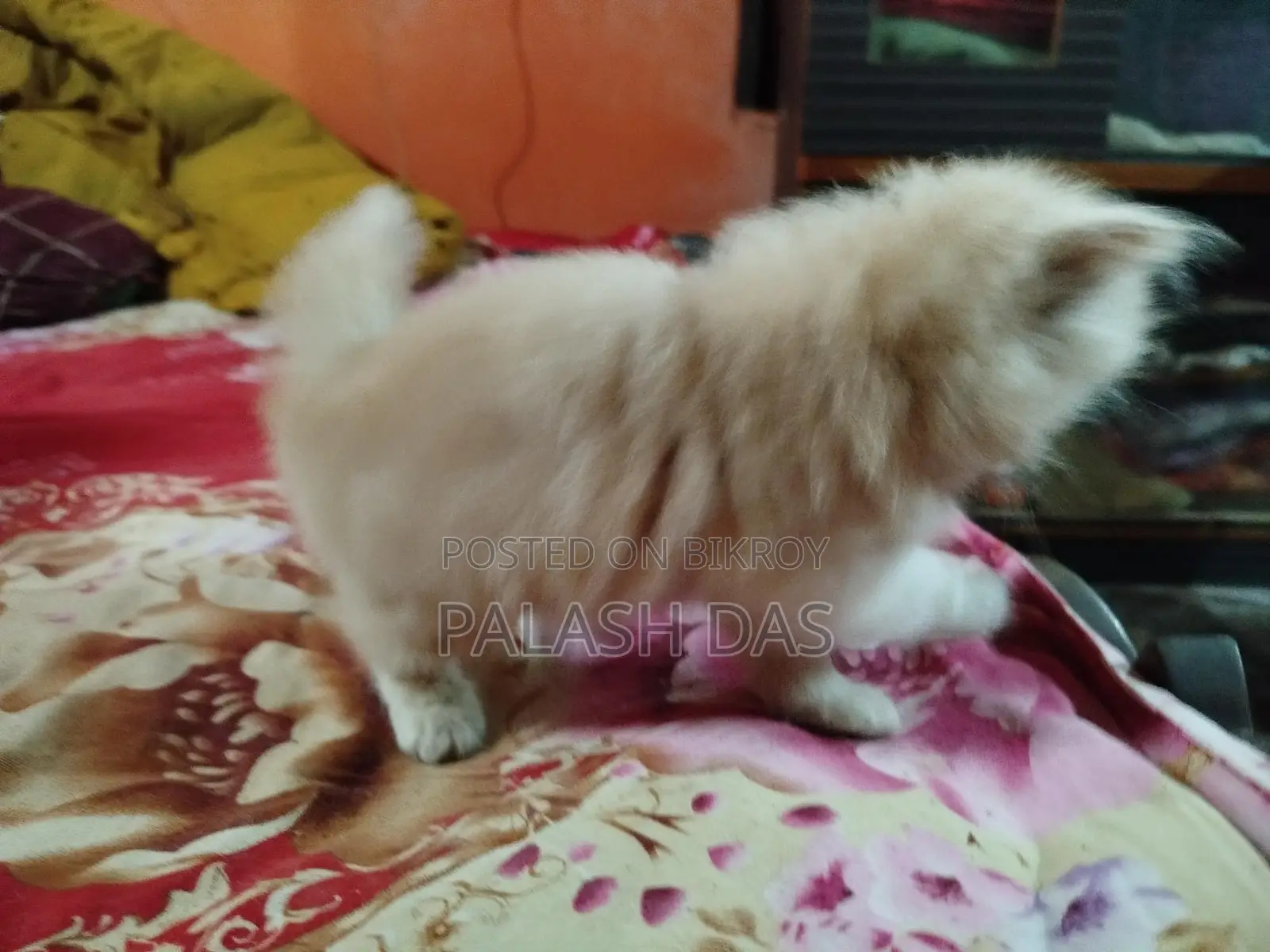 Cat for Sale