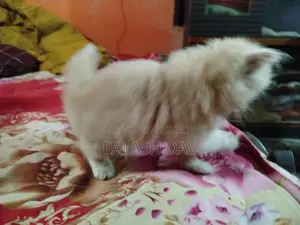 Cat for Sale