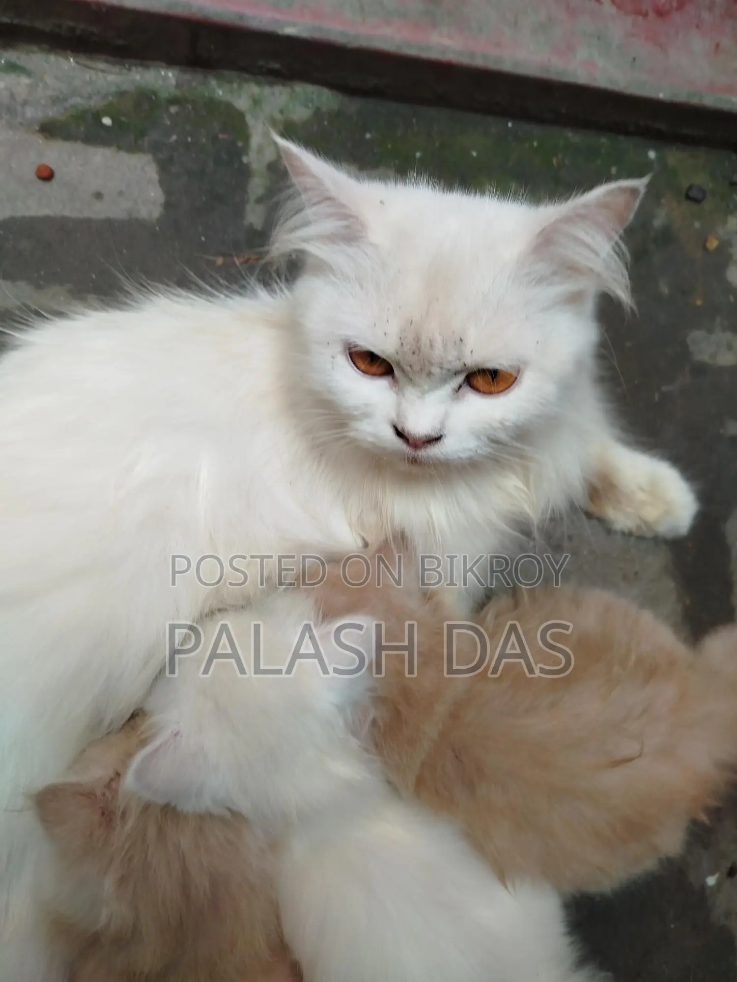 Cat for Sale