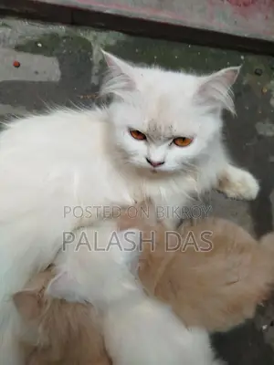 Cat for Sale