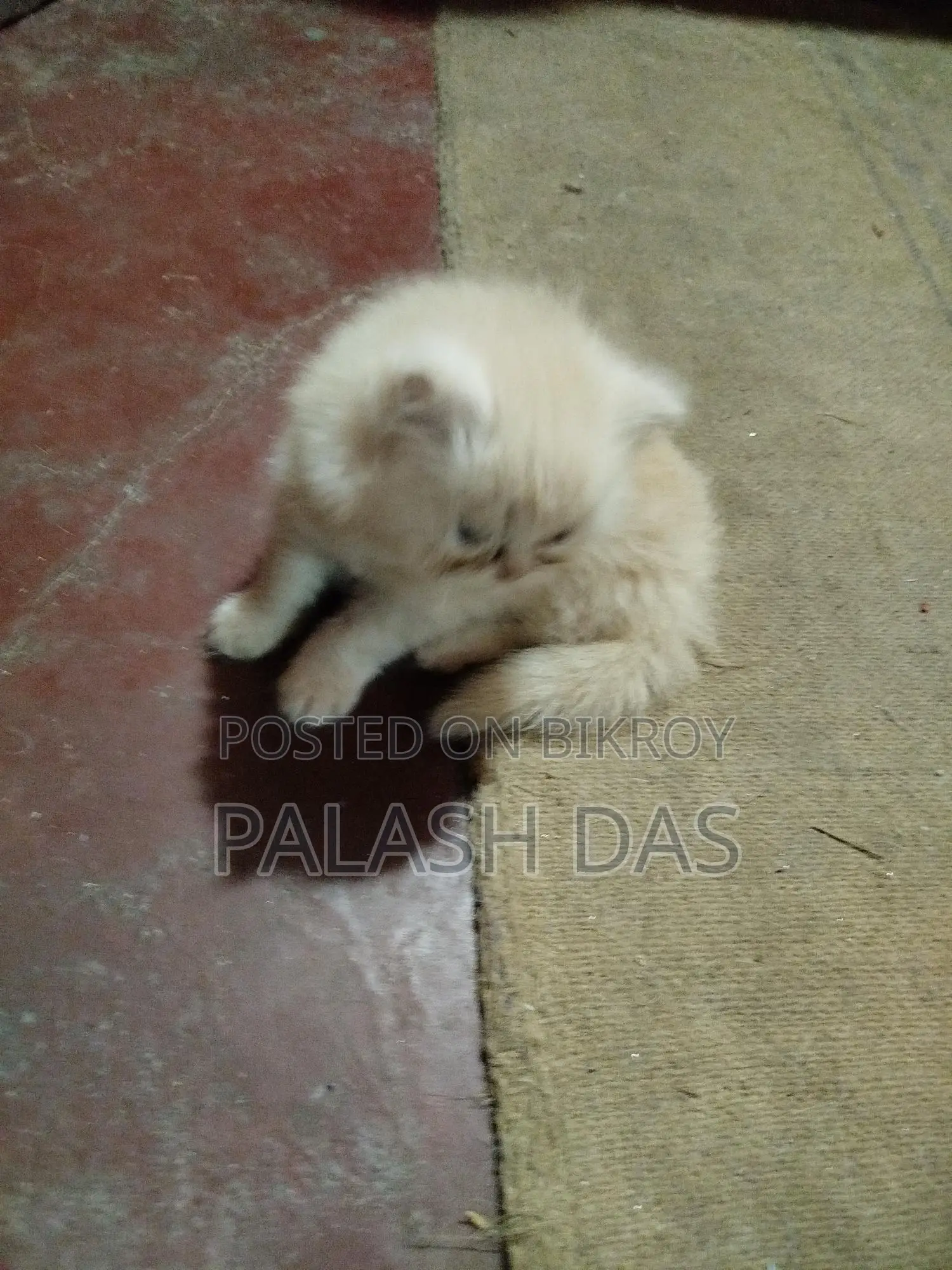 Cat for Sale