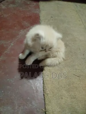 Cat for Sale