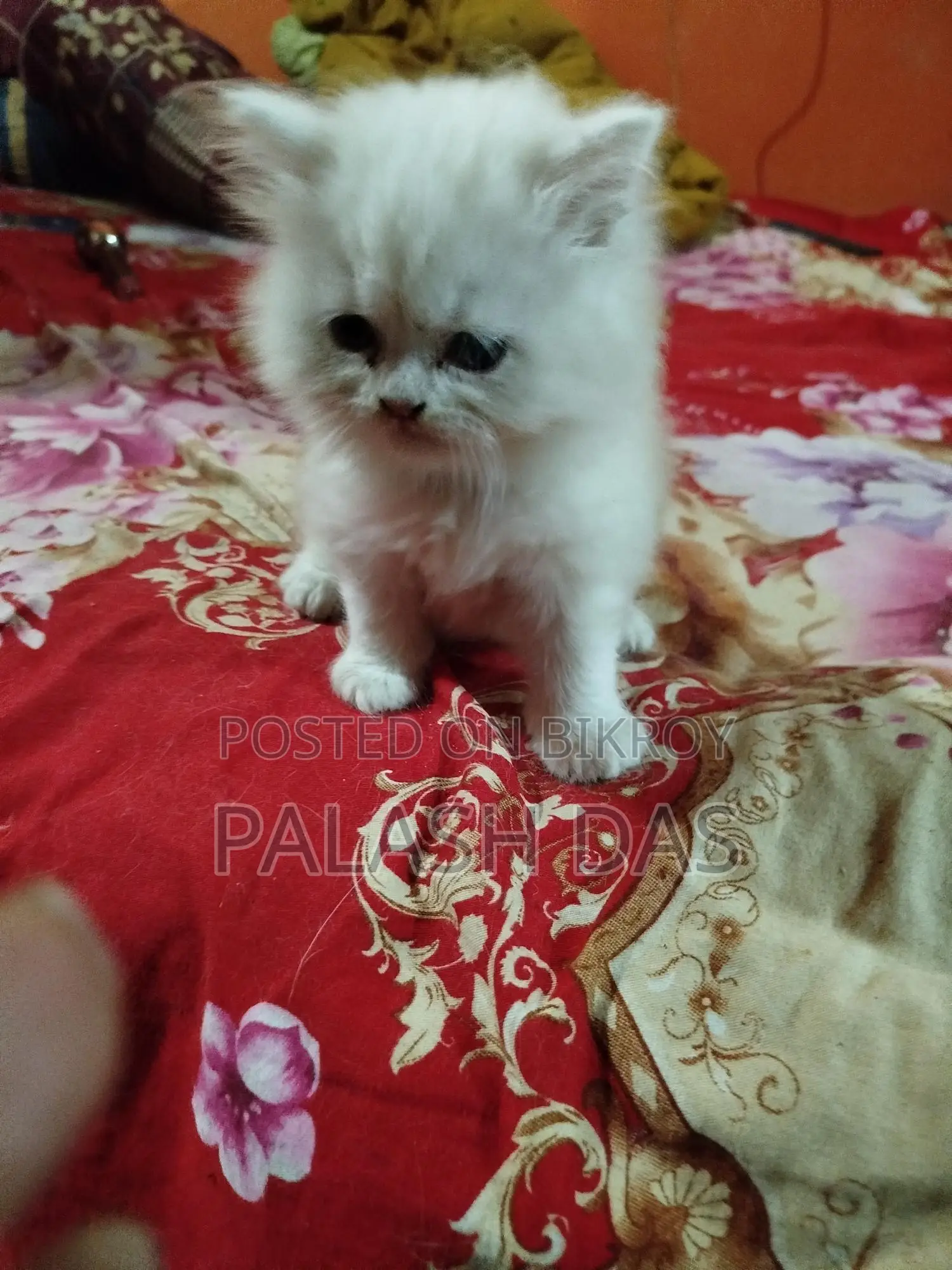 Cat for Sale