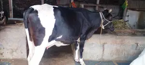 গাভী গরু।(১১১৯ নং)